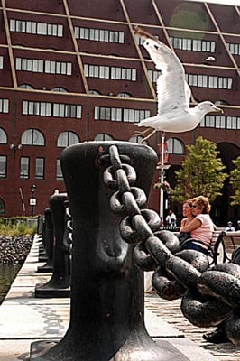 Cover image for This Week at Harvard: The End (of Summer) Is Upon Us