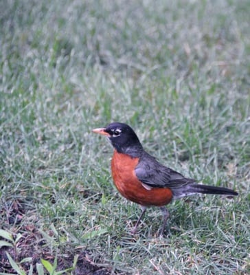 Cover image for Harvard’s Birders Flock Toward Tranquility