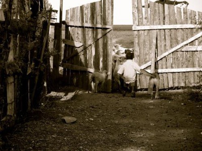 Cover image for  