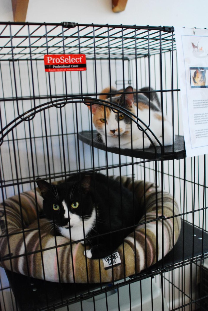 Cats who stay in the no-kil shelter are displayed with their kitty information. 