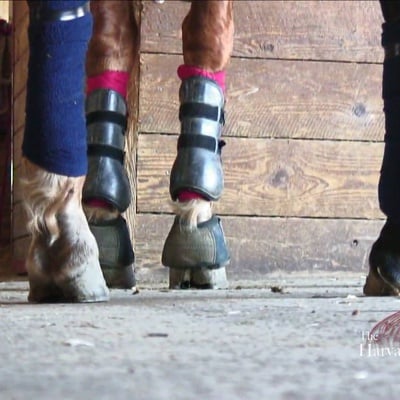 Cover image for Harvard Polo Team