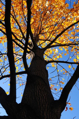 Cover image for 