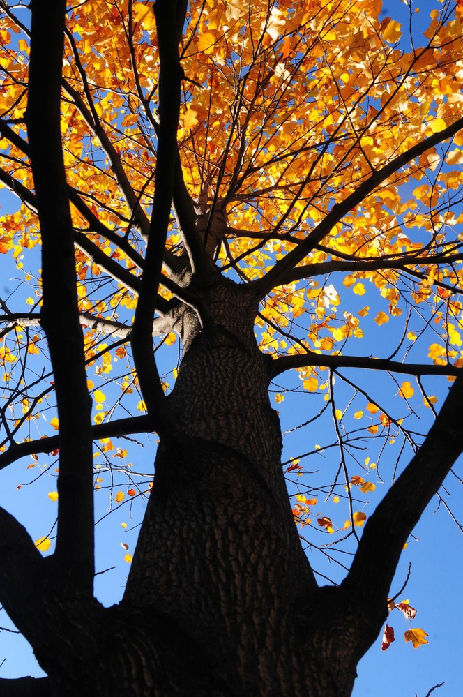A tree's brilliant foliage is illuminated by the midday sun.