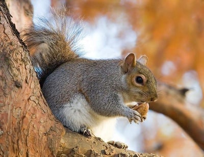 Cover image for More to Squirrels at Harvard? 
