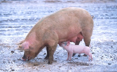 Cover image for Swine Flu Comin' At-Choo