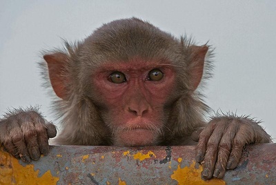 Cover image for Monkey Business at Yale