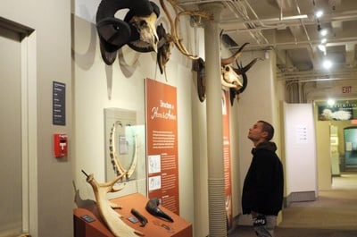 Cover image for antlers and horns
