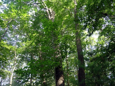 Cover image for 