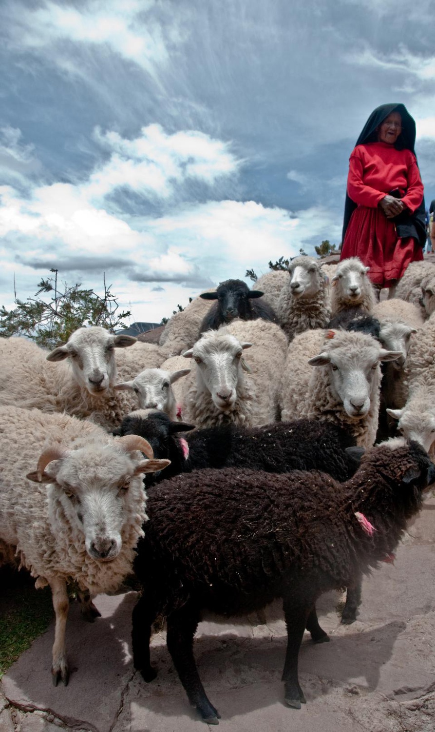 A native of the island of Taquile on the Peruvian side of Lake Titicaca, this woman strolls down a hill to the shore of the island while tending to her sheep.