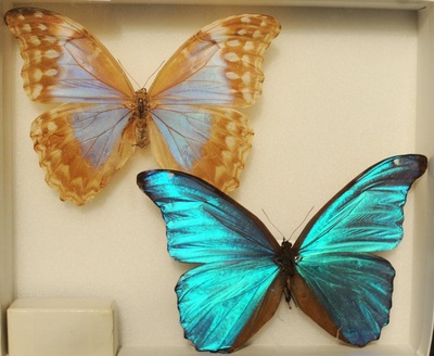 Cover image for 