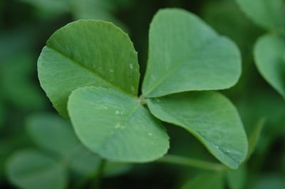 Cover image for Feeling Green? Some St. Patty's Day Ideas