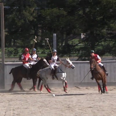 Cover image for Harvard Men's Polo v. Stanford 