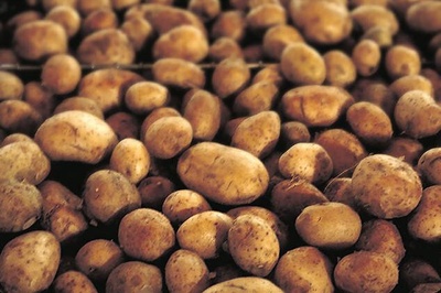 Cover image for Spud Supporters, Including a Governor, Defend Potatoes Following HSPH Study