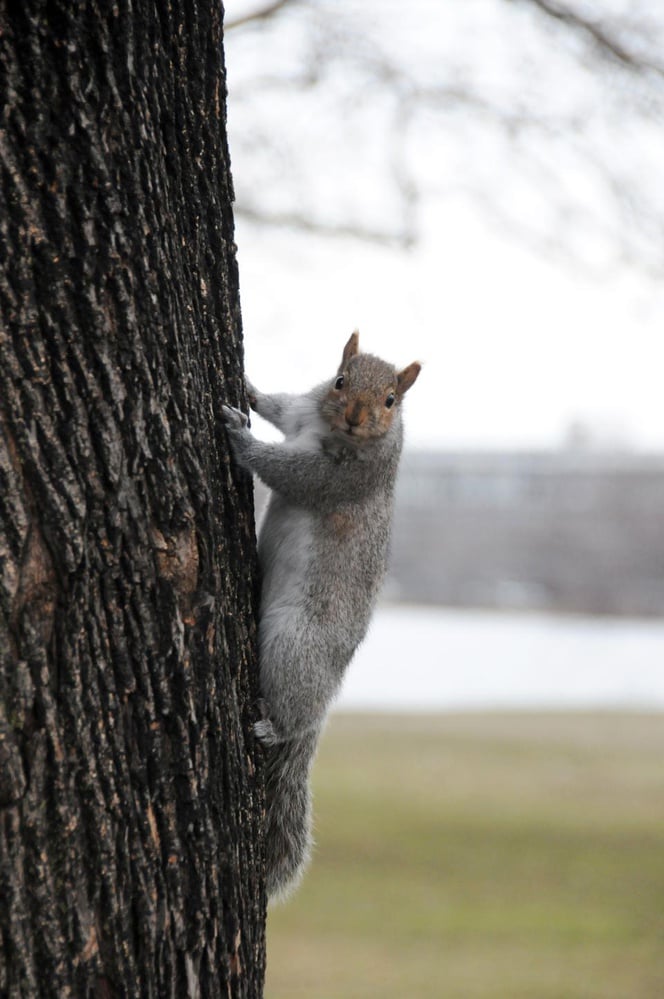 A lone squirrel climbs a tree near the Charles riverbank. Female squirrel typically have two to eight babies in each birth cycle.. Baby squirrels are blind and totally reliant on their mothers for two or three months.