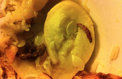 Cover image for Mealworm Found in Winthrop House Dining Hall