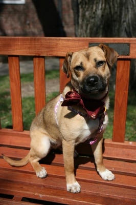 Cover image for Scoped! Kayla the Dog