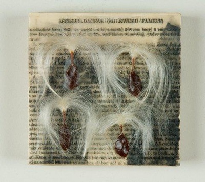 Cover image for Arboretum Curator’s Art Takes Root