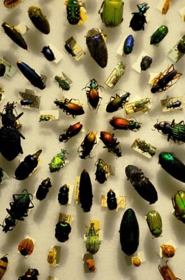 Cover image for Roaches Rule