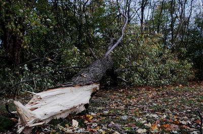 Cover image for Fallen Tree Victims