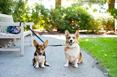 Cover image for Who Let the Dogs Out?