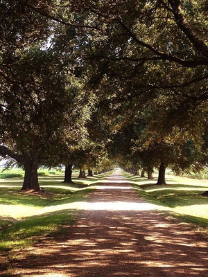 Cover image for Spring Break Postcard: Southern Living Edition