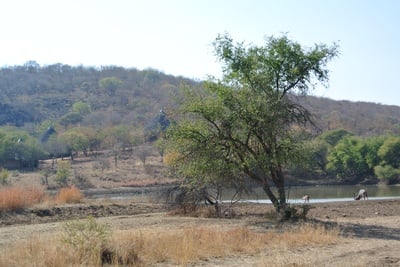 Cover image for 