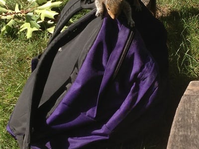 Cover image for Harvard Cracks List of Most Squirrel-Obsessed Colleges