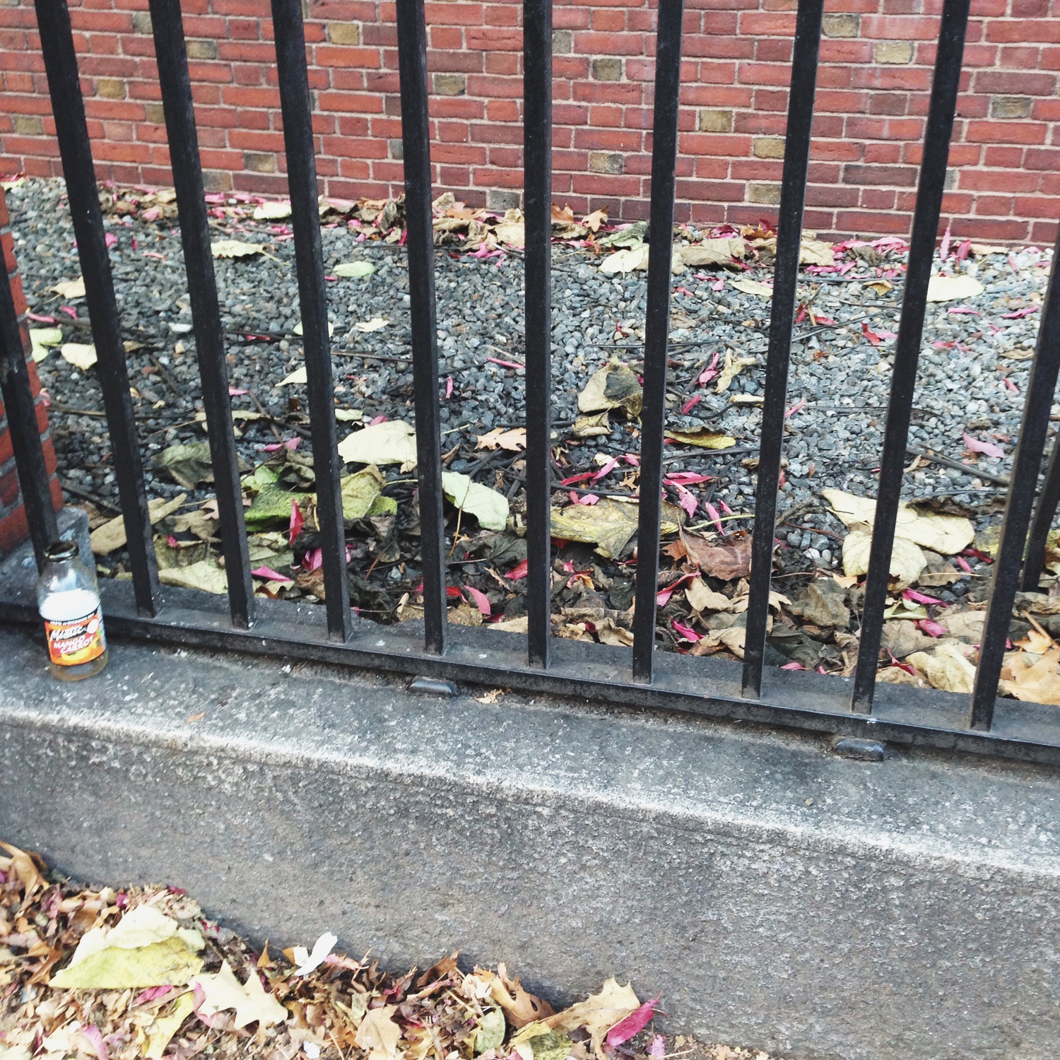 And so the pilgrims and the Indians shared the traditional fall drink of the Pumpkin-Spiced Latté, the remnants of which would be left on Mass Ave for all posterity. #HarvadinAutumn