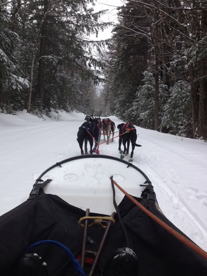Cover image for J-Term Journal: Dog Sledding
