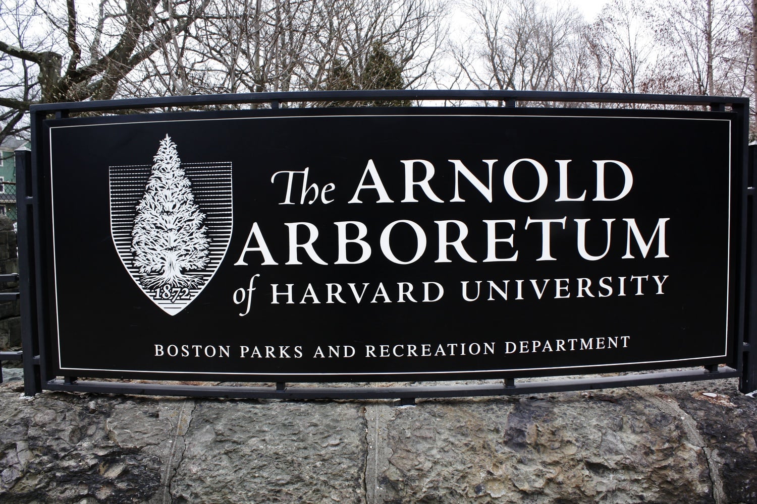 The Arnold Arboretum, located between Jamaica Plain and Roslindale in Boston, is home to over 14,980 individually cataloged plants and trees. 