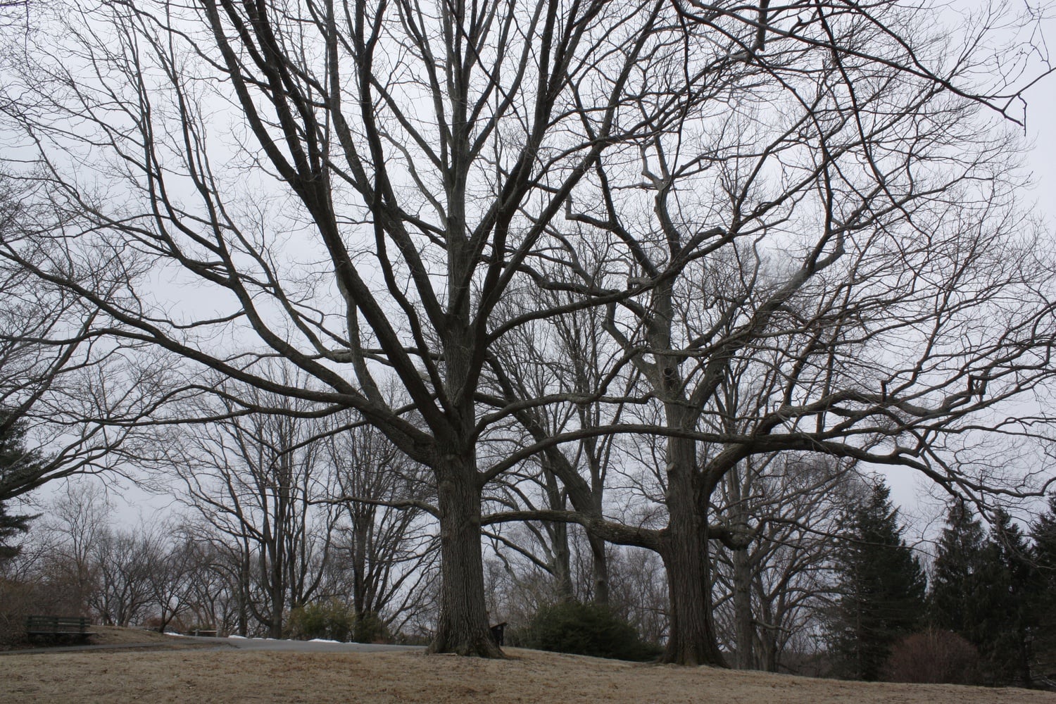 Schuett Oaks stand at the top of Bussey Hill at the Arnold Arboretum in Boston.