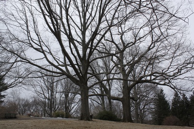 Cover image for Long-limbed