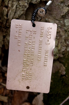 Cover image for Wilson Elm Record