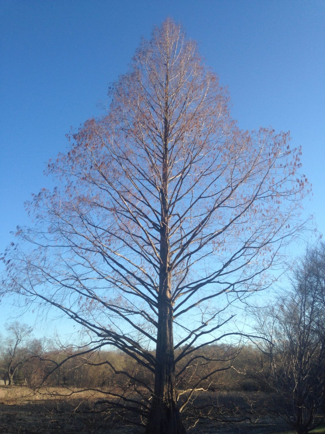 One of the trees at Harvard's Arnold Arboretum.