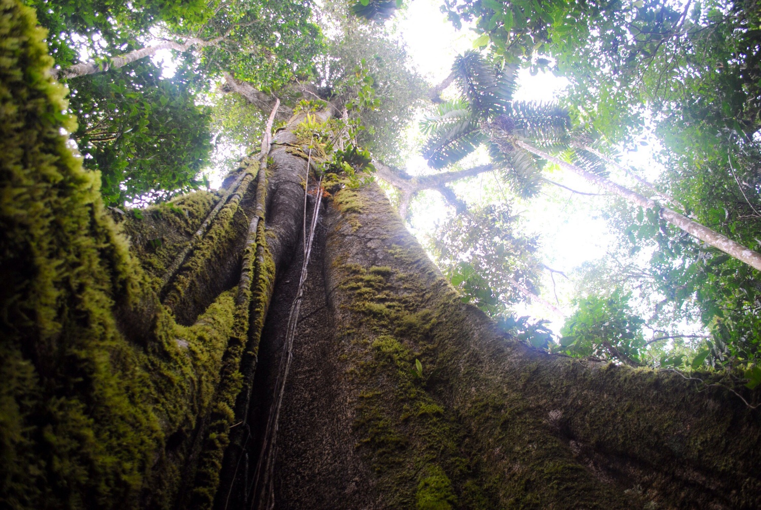 A tree estimated to be 400 years old in the Amazon Rainforest.