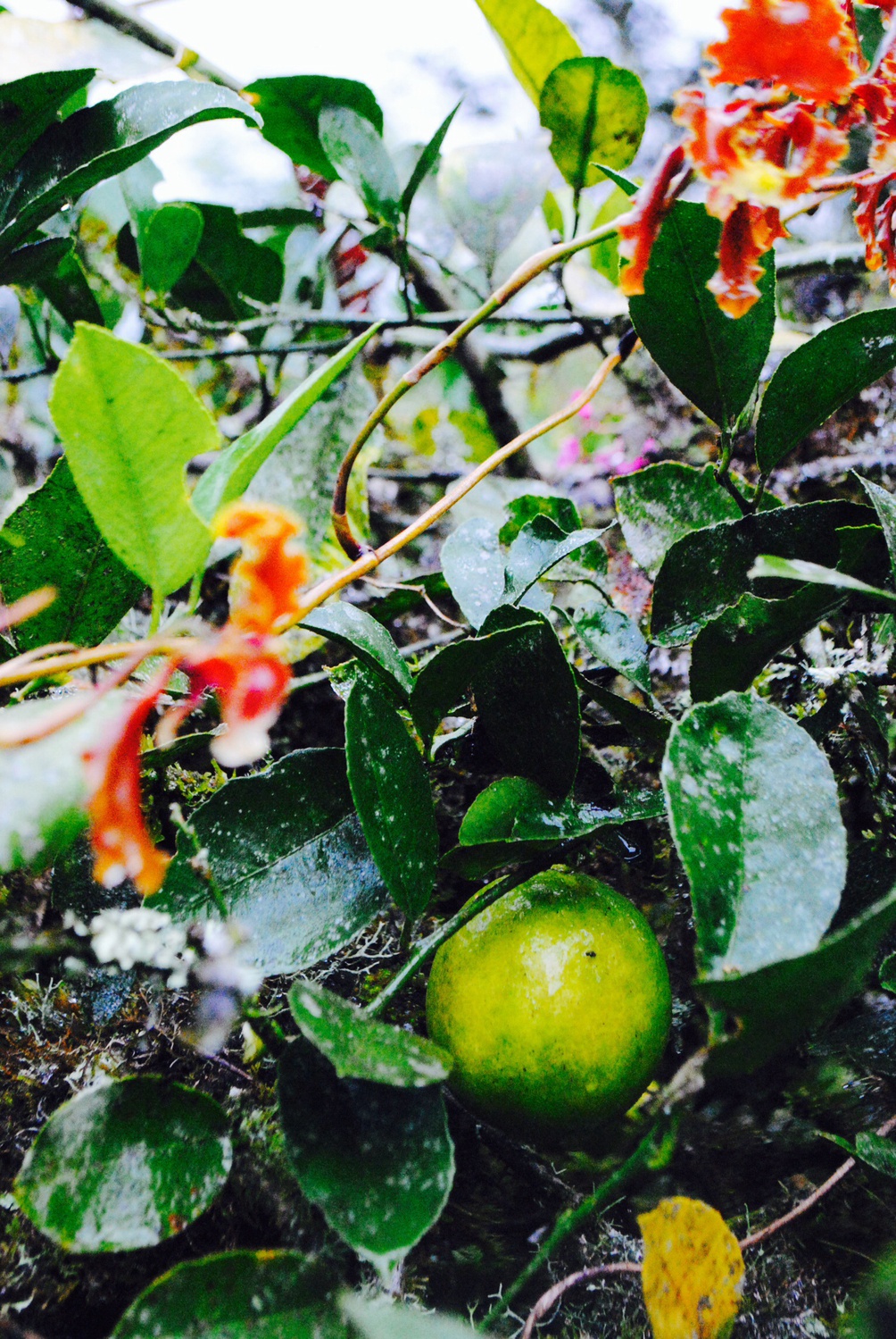 Organic limes and orchids in the Cloud Forest.