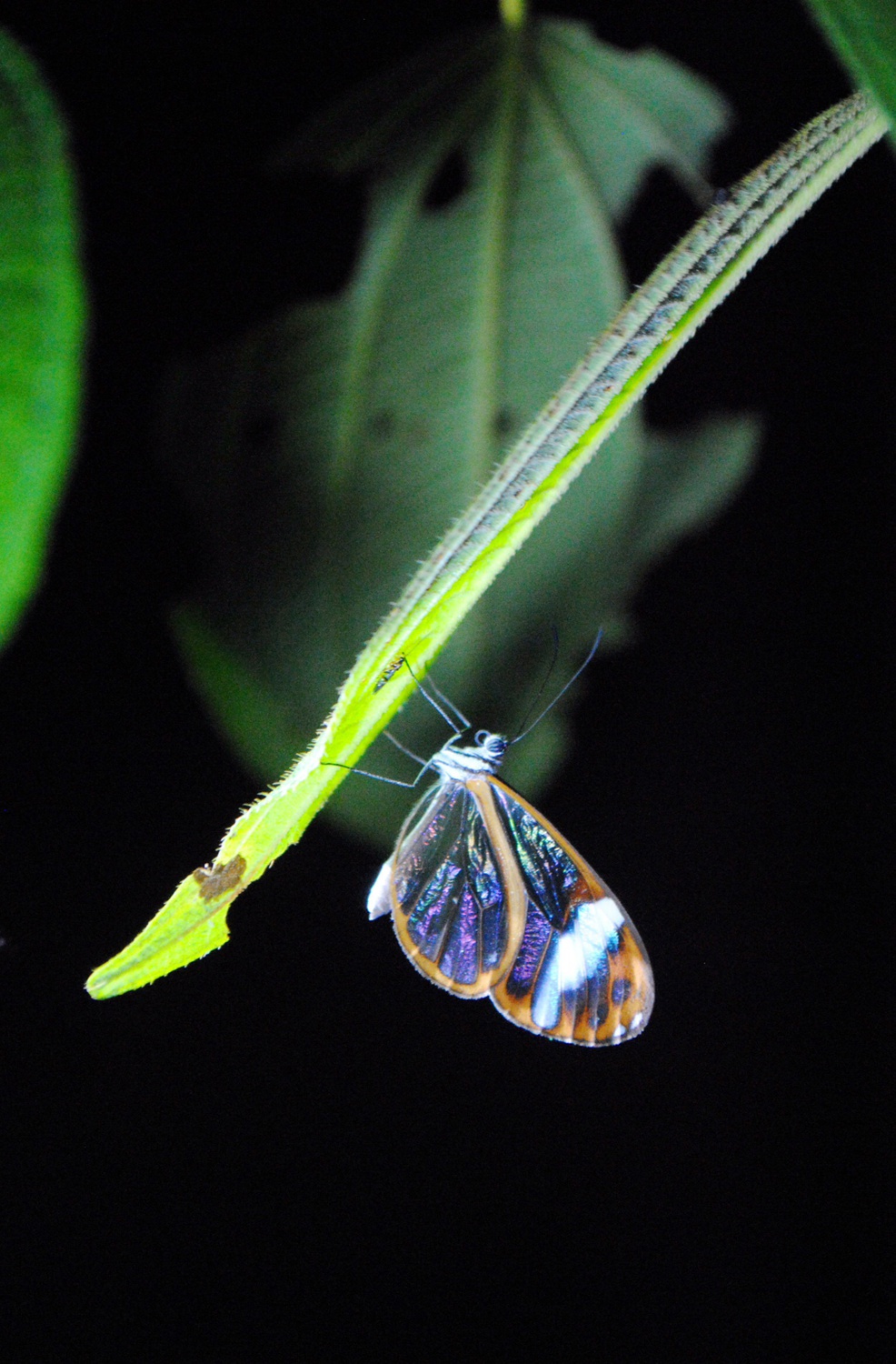 Butterfly in the Intag Cloud Forest Reserve.