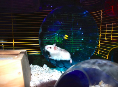 Cover image for Paper the Hamster