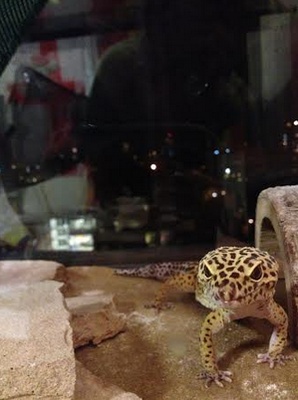 Cover image for Illegal Pets: Paper the Hamster and Laddy the Leopard Gecko