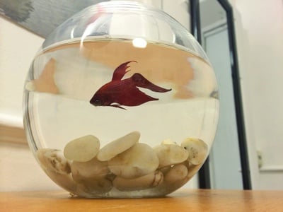 Cover image for Illegal Pets: Piñata the Beta Fish