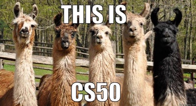 Cover image for CS50 Llamas