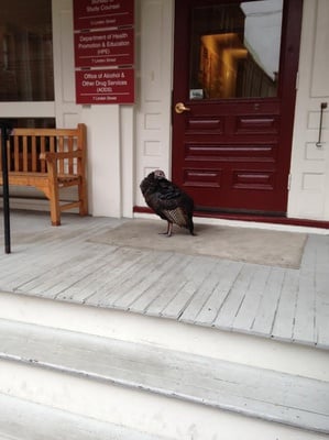 Cover image for Someone is Studying the Harvard Square Turkey