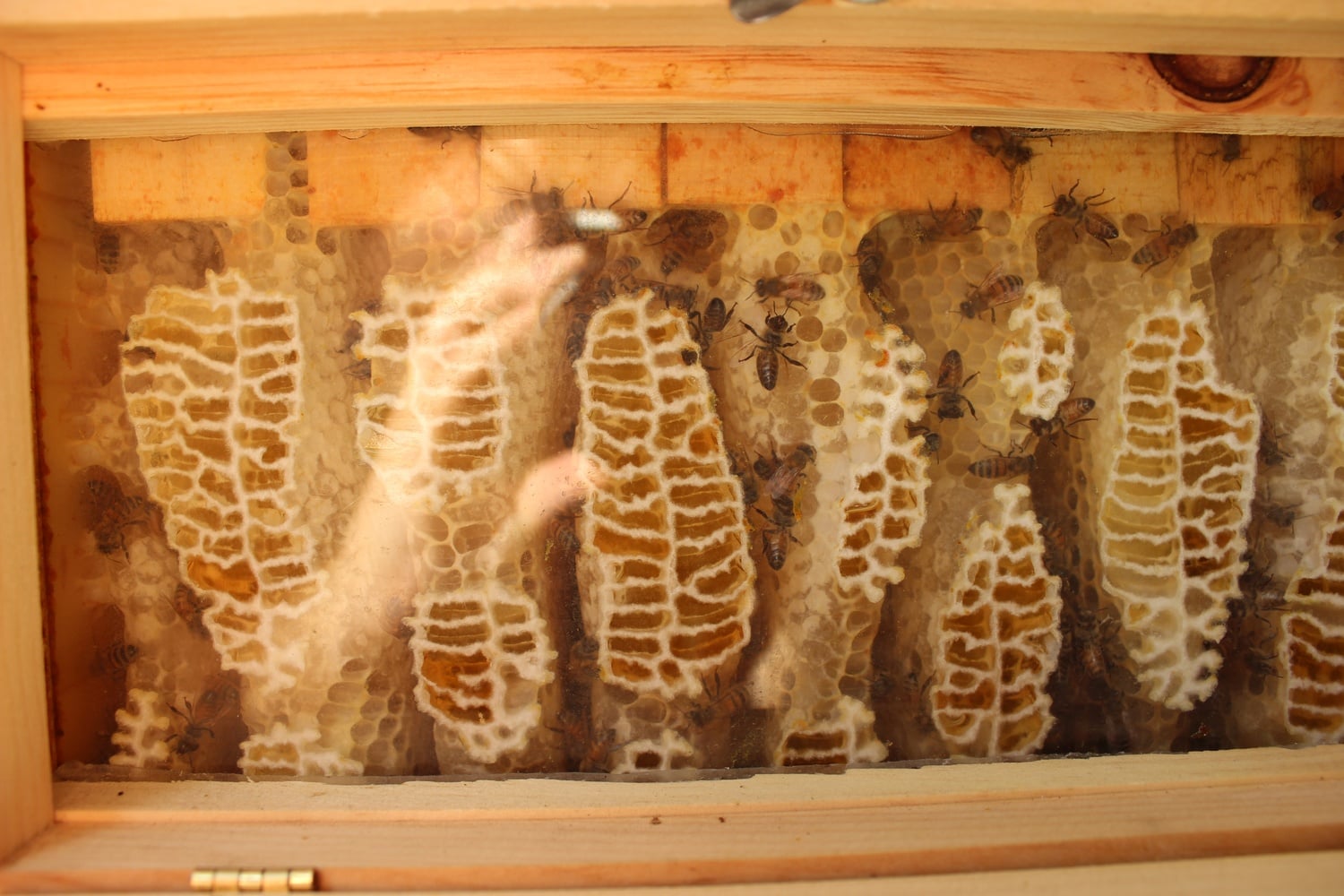 Out on the Nectar Deck behind the store, Follow the Honey keeps a hive of bees with observation panels, in case customers would like to witness a hive at work.