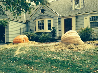 Cover image for Lieber pumpkins