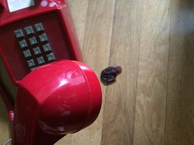 Cover image for Hold the (Red) Phone! How to Use Your Hotline