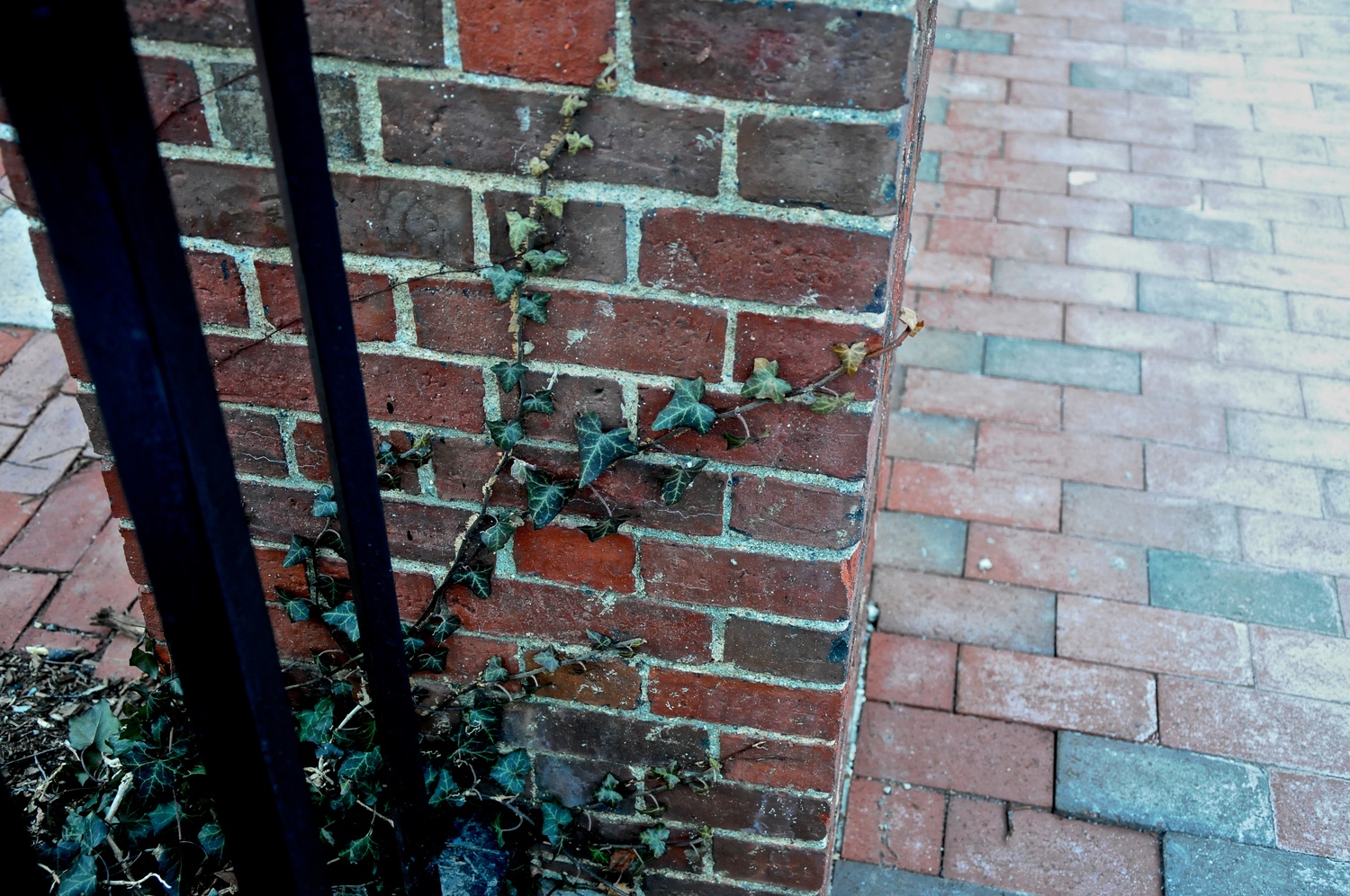 During spring break, I saw a lot of green emerge around campus. This ivy is just about to turn a corner. 