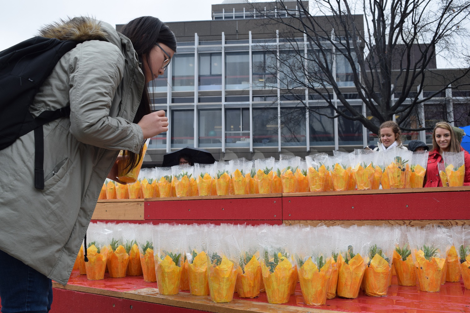Christine R. Zheng '18 picks a daffodil plant to take home on Wednesday afternoon. The event, announced in an email by University President Drew G. Faust, featured s'mores, hot chocolate and daffodils and was held to celebrate the end of a "historic" winter and the beginning of spring. Jessica M. Wang, Contributing Photographer.