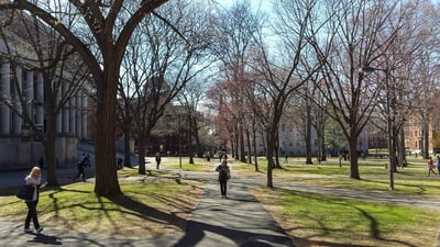 Cover image for Spring in the Yard