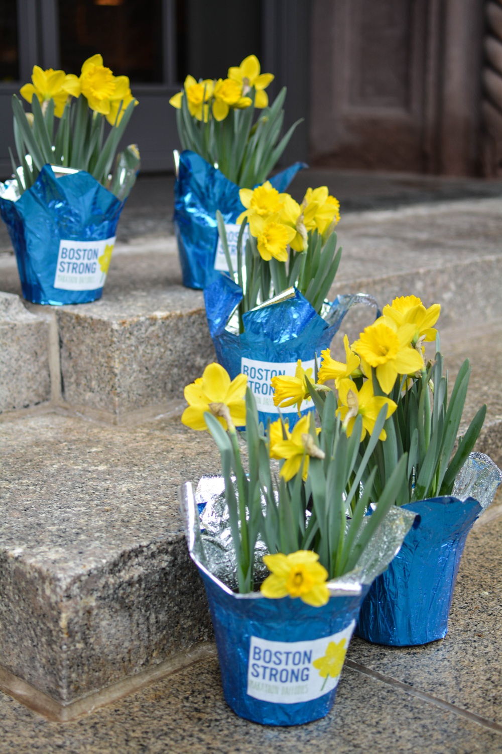 On various steps and in shops, pots of daffodils labeled "Boston Strong" line the routes of the 2015 Boston Marathon. 