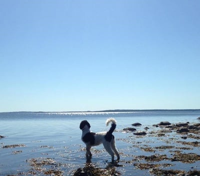 Cover image for Skipping Stones